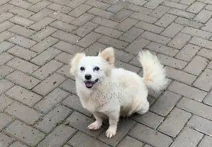 6-12 months Female Purebred Japanese Spitz