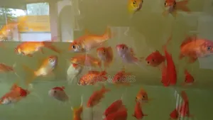 Aquarium Fish