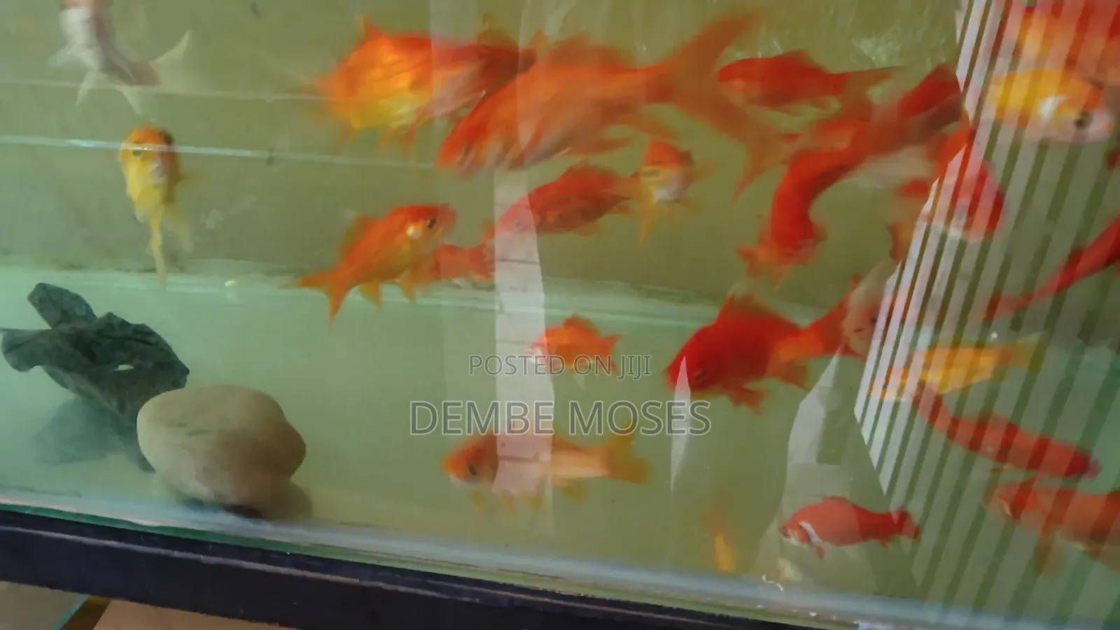 Aquarium Fish