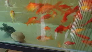 Aquarium Fish