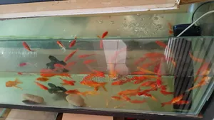 Aquarium Fish