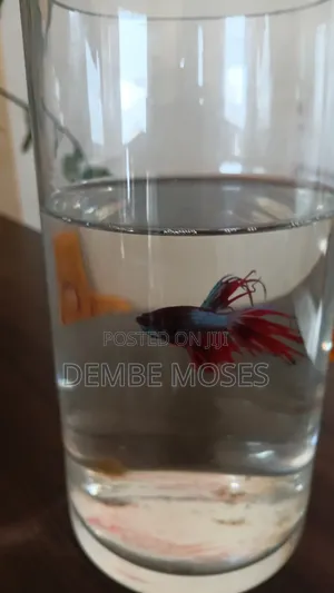 Tropical Fish