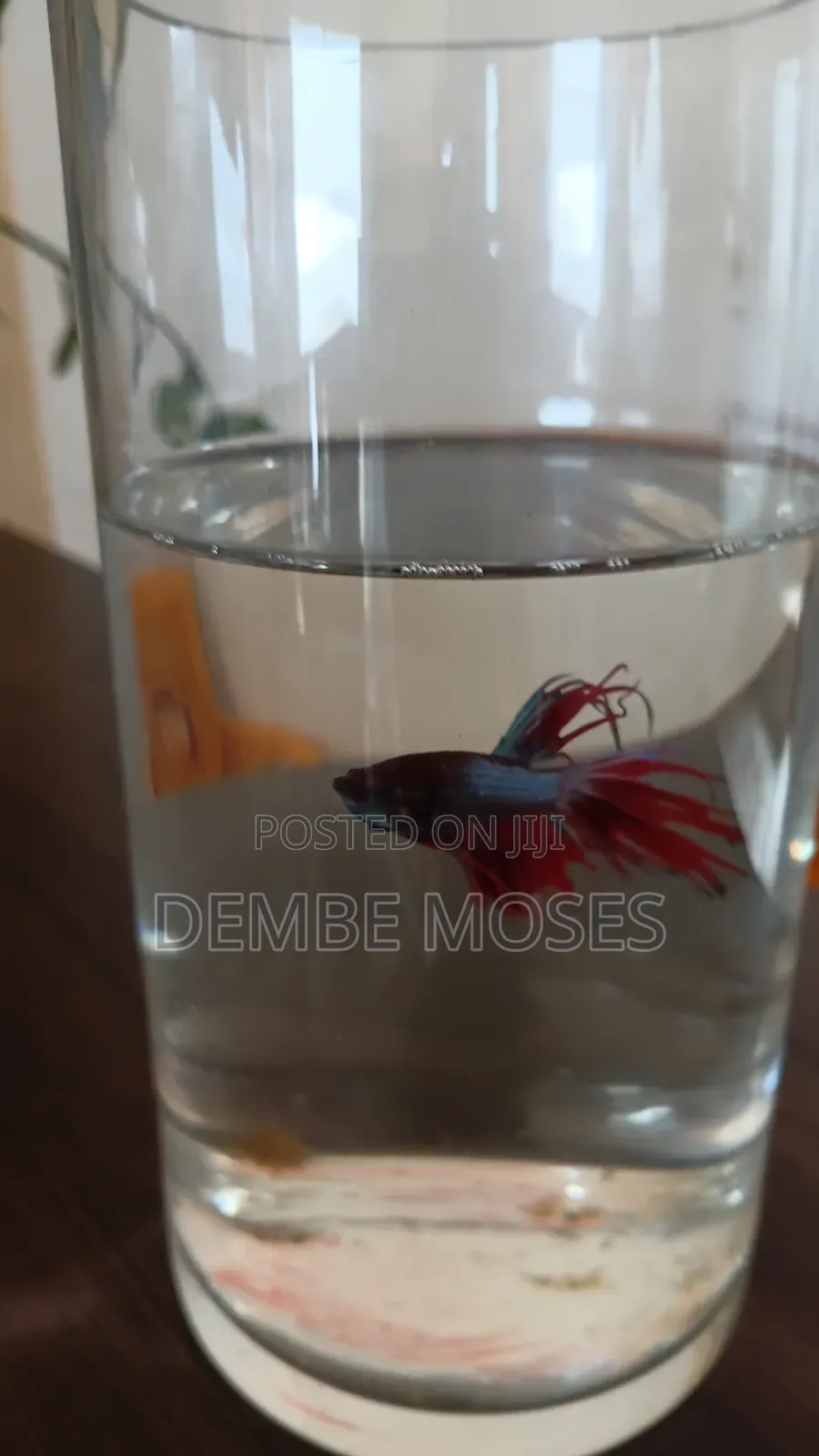 Tropical Fish