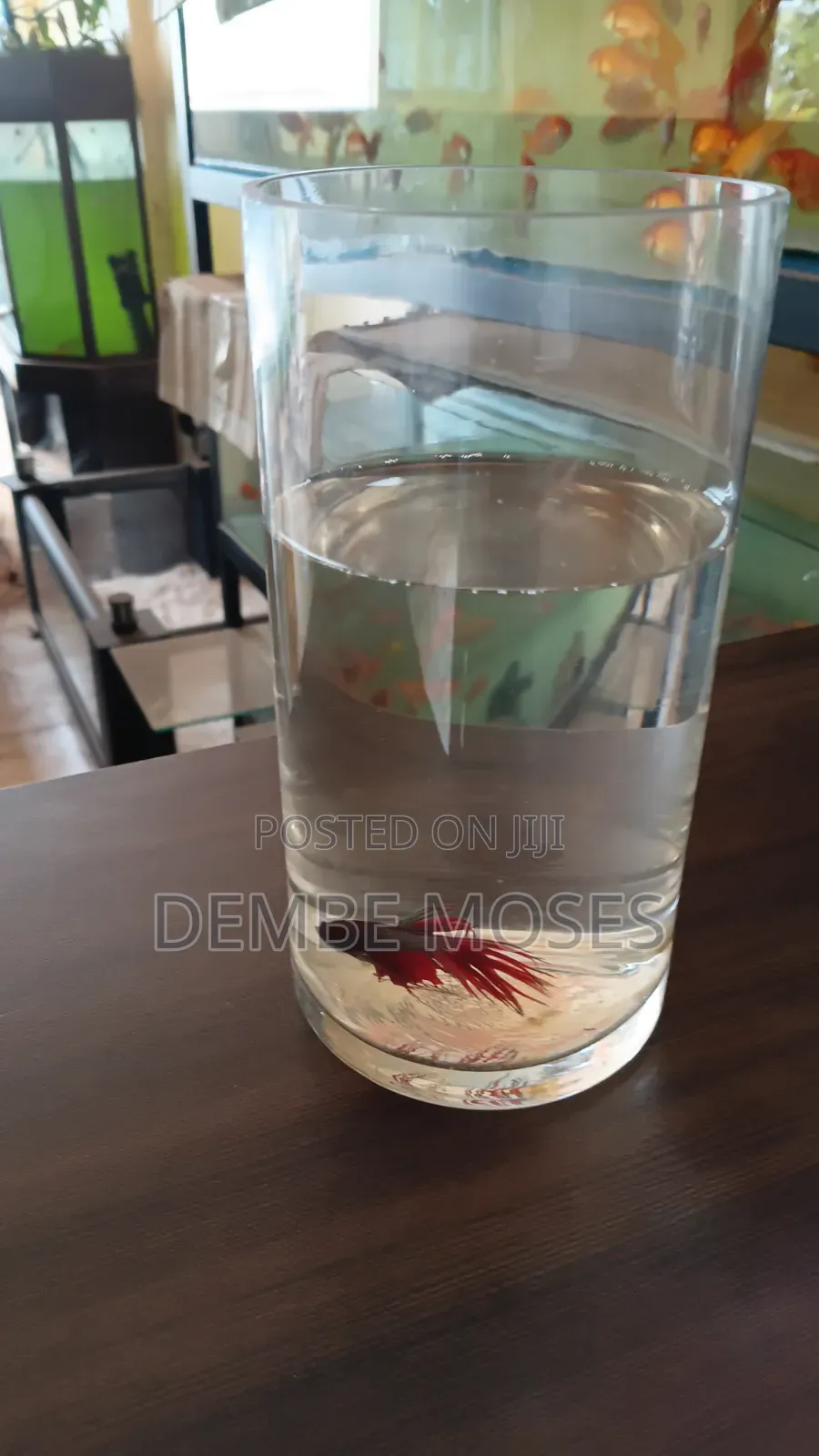 Tropical Fish