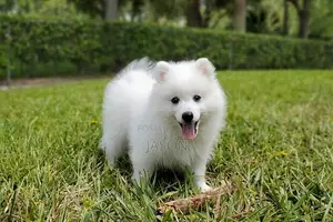 3-6 months Female Purebred Japanese Spitz
