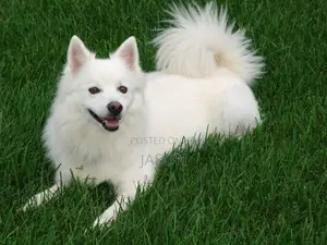 6-12 months Female Purebred Japanese Spitz
