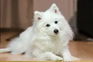 6-12 months Female Purebred Japanese Spitz