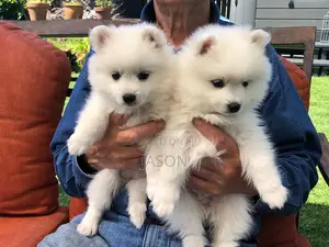 1-3 months Male Purebred Japanese Spitz