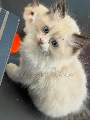 1-3 months Male Purebred Ragdoll