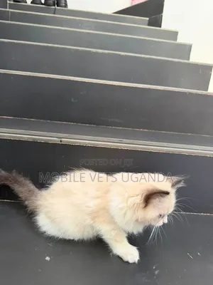 0-1 month Female Purebred Ragdoll