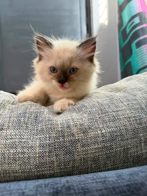 3-6 months Male Purebred American Bobtail
