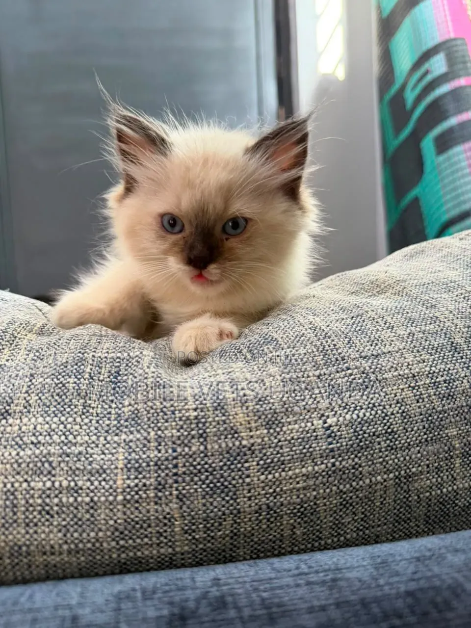3-6 months Male Purebred American Bobtail