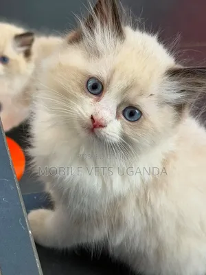 1-3 months Female Purebred Ragdoll