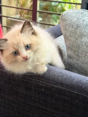 1-3 months Male Purebred Ragdoll