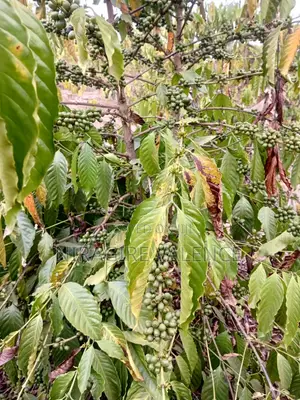 3 Acre Coffee Land