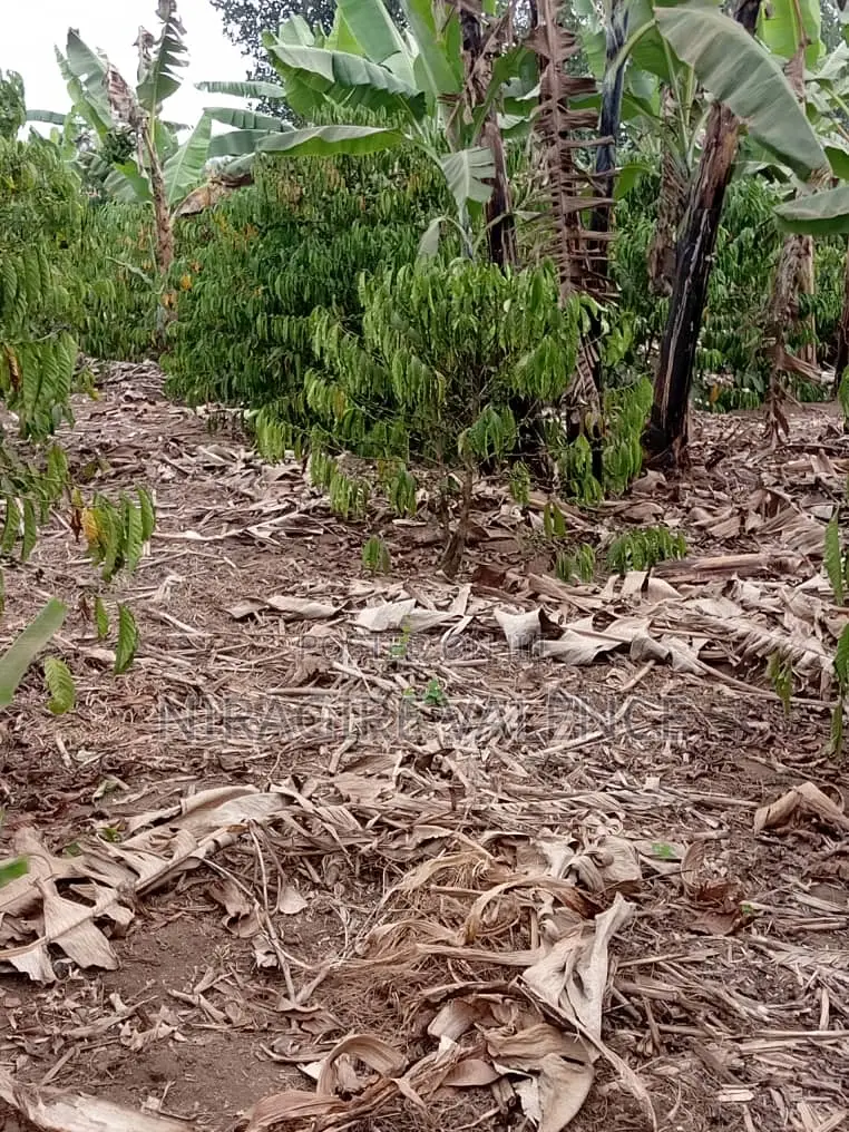 3 Acre Coffee Land