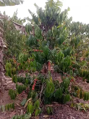 3 Acre Coffee Land