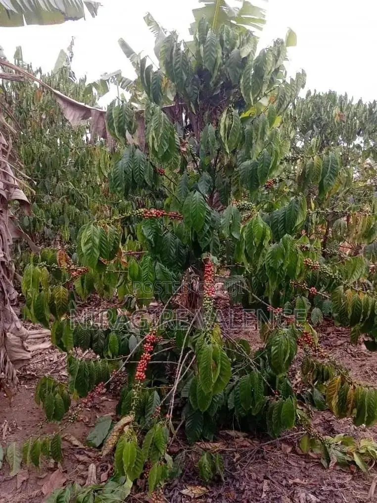 3 Acre Coffee Land
