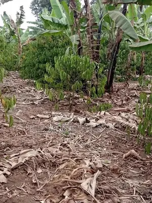 3 Acre Coffee Land