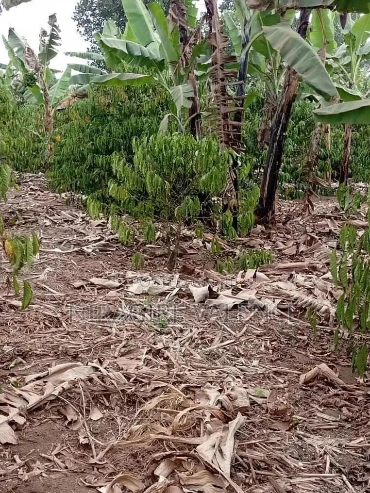 3 Acre Coffee Land