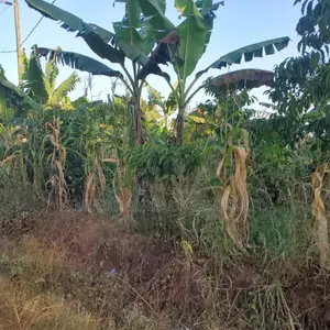 5 Acres of Land for Sale – Kiwenda Nazareth
