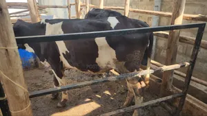 Fresian Heifers