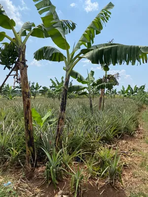 7 Acres for Sale at Kayunga Kitwe