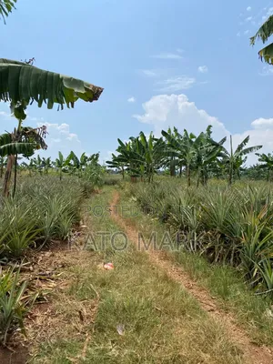 7 Acres for Sale at Kayunga Kitwe