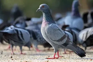 Quality Pigeons ( MALE AND FEMALE)