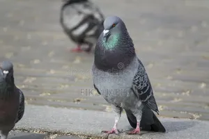 Quality Pigeons ( MALE AND FEMALE)
