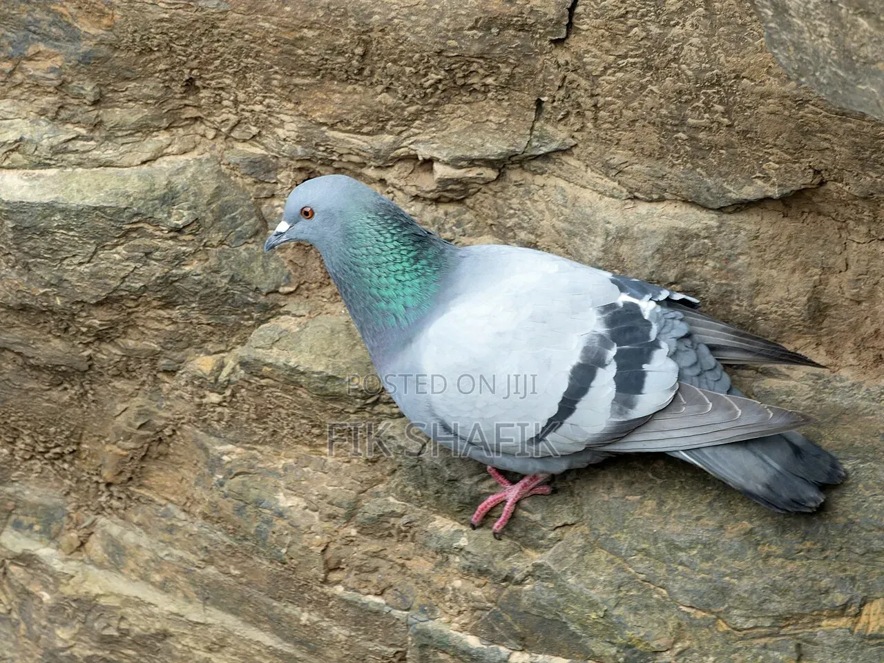 Quality Pigeons ( MALE AND FEMALE)