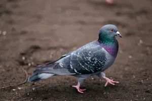 Quality Pigeons ( MALE AND FEMALE)