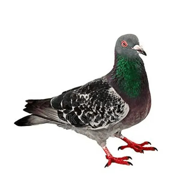 Quality Pigeons ( MALE AND FEMALE)