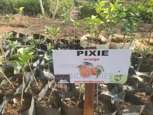 Orange Seedlings