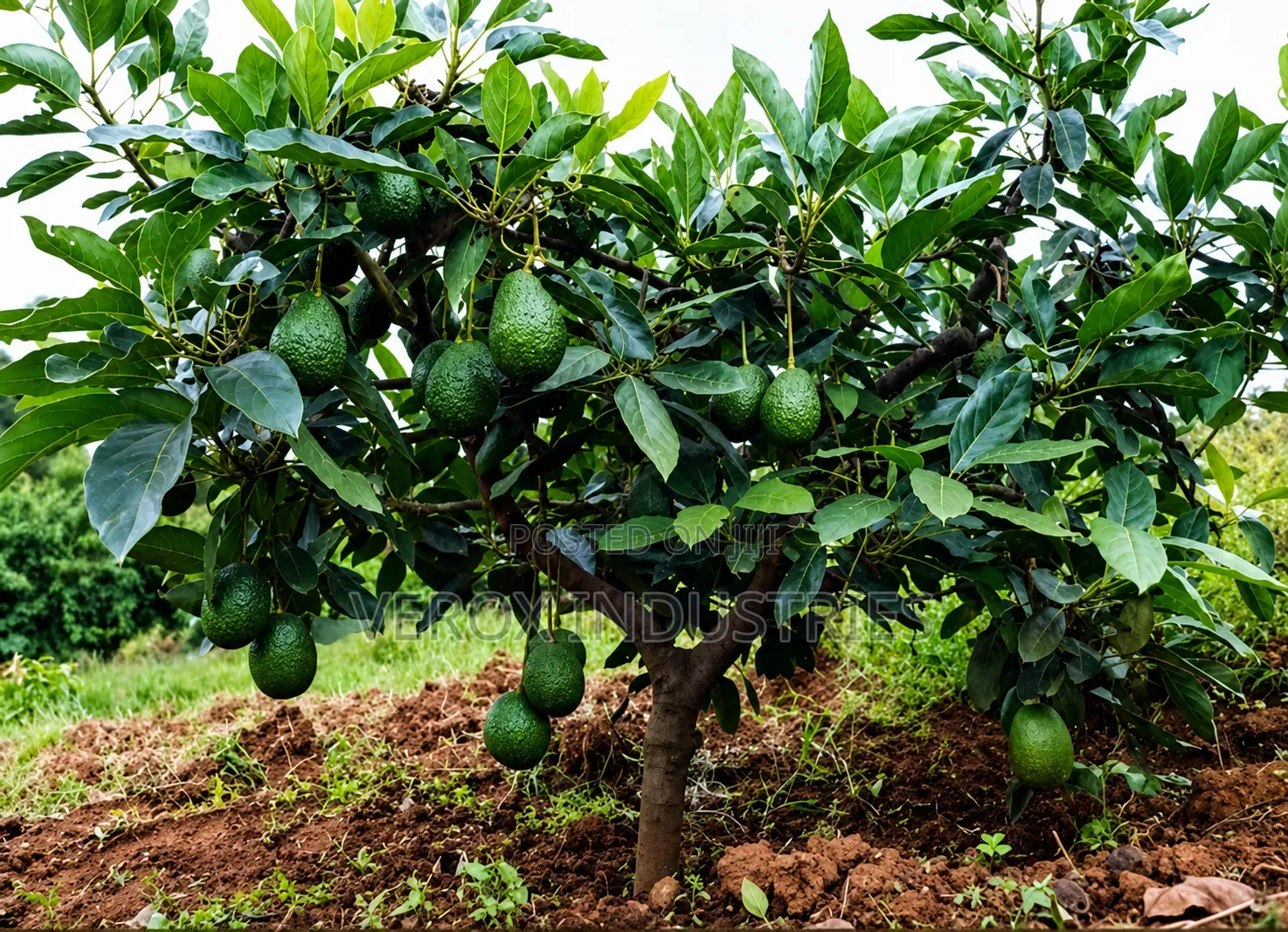 Avocado Seedlings