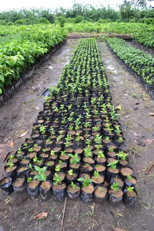 Soursop Seedlings
