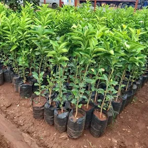 Cocoa Seedlings