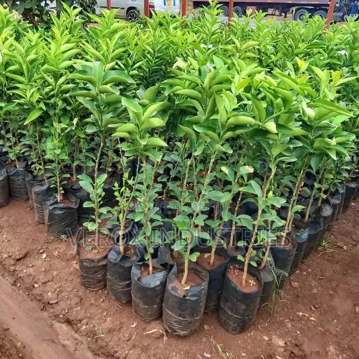 Cocoa Seedlings