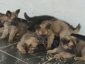1-3 months Female Purebred German Shepherd