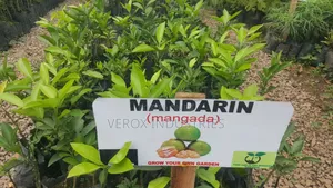 Mandarin Seedlings