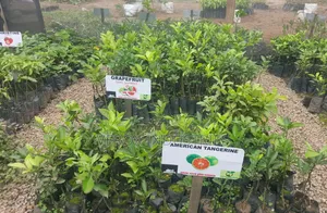American Tangerine