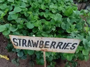 Strawberry Seedlings