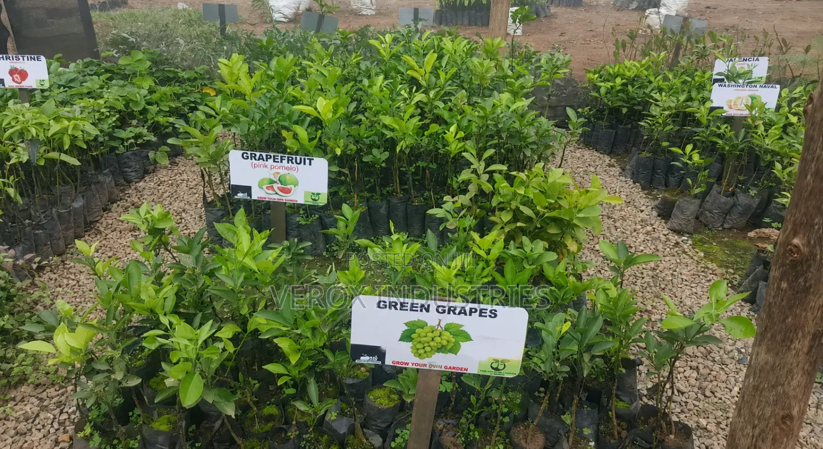 Grape Seedlings