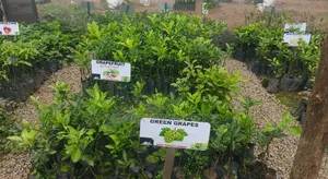 Grape Seedlings