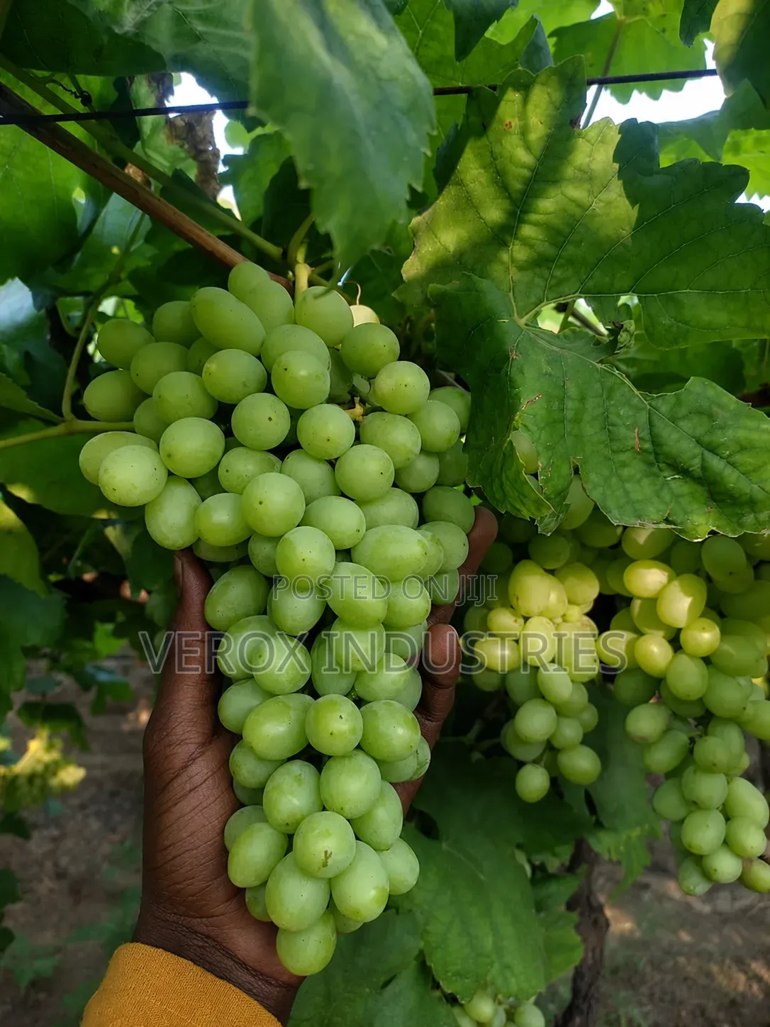 Grape Seedlings