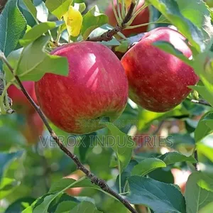 Apple Seedlings