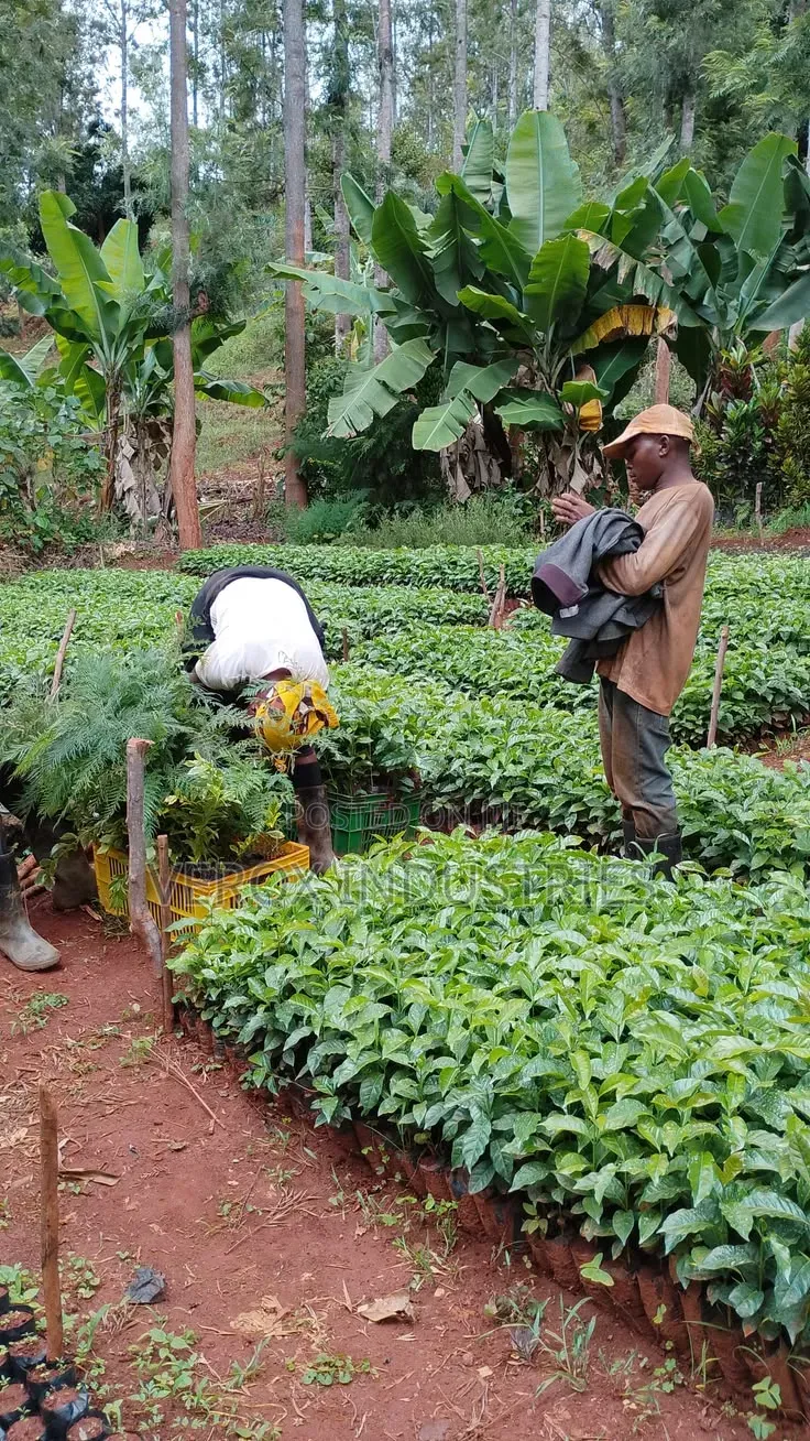 Coffee Seedlings