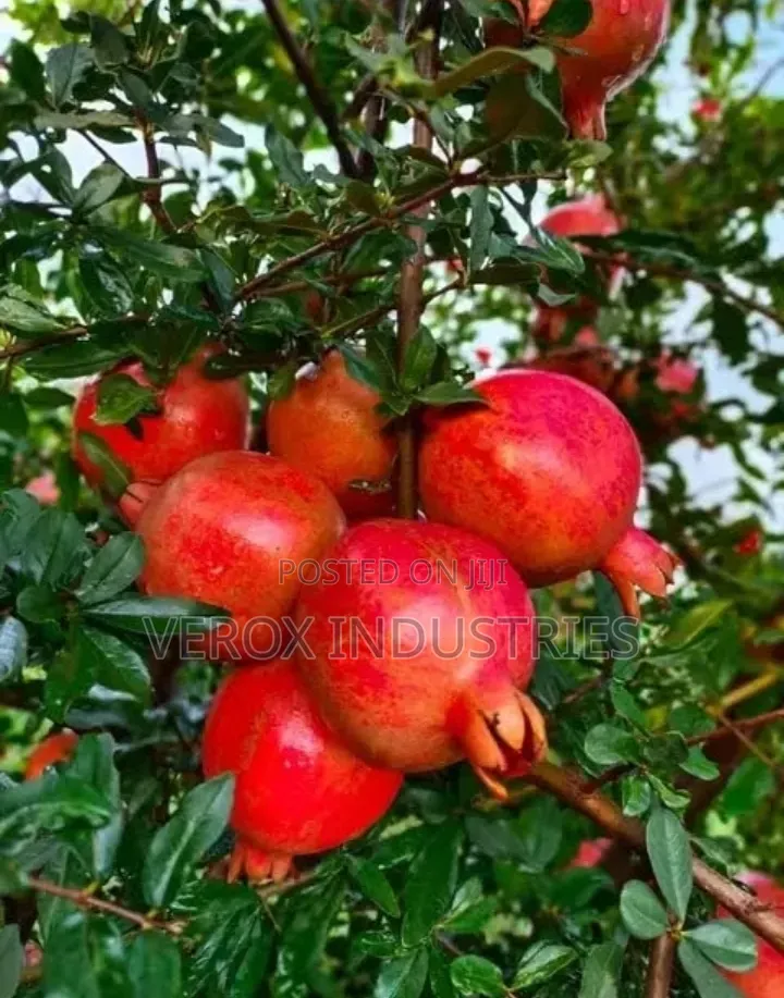 Pomegranate Seedlings