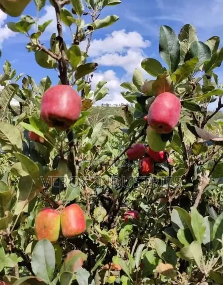Pomegranate Seedlings