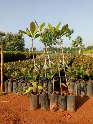 Coconut Seedlings